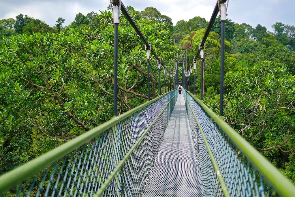 Step foot on a 250 meters long and 25 meters in height bridge that will give you a perfect view to admire the trees and animals sheltered by the canopy from above